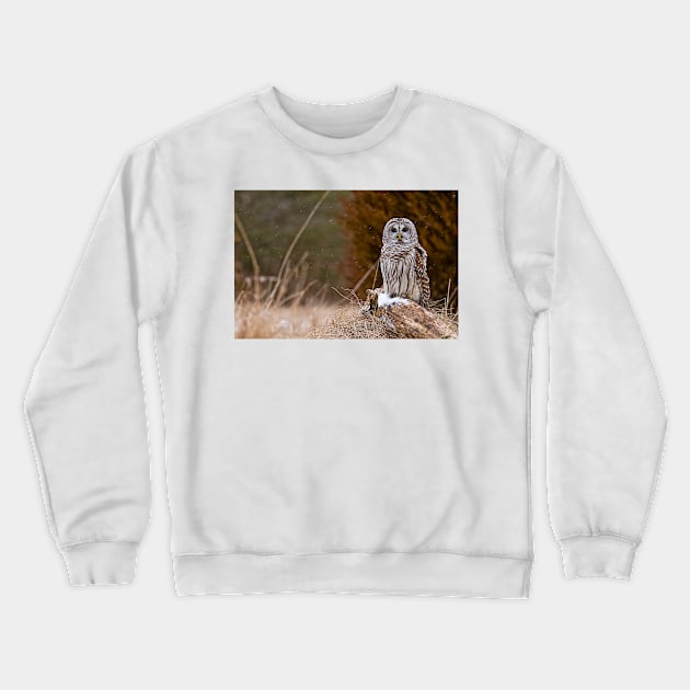 Barred Owl on log Crewneck Sweatshirt by jaydee1400